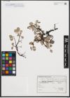 Foto von Salix reticulata L.